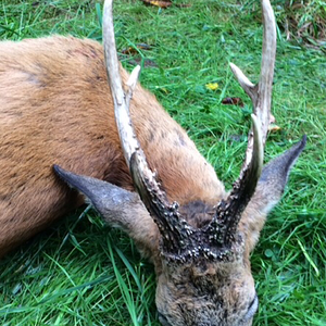 Roe Deer Hunt