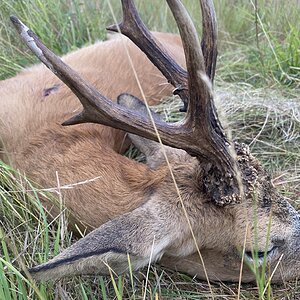 Roe Deer Hunt