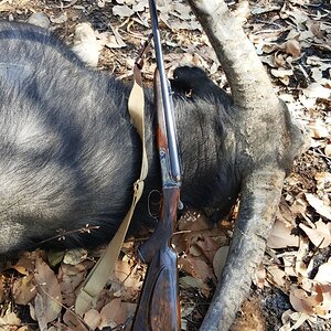 Aciatic Water Buffalo Australia Hunt