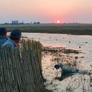 Wild Waterfowl Shooting South Africa