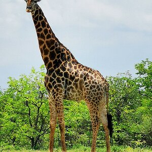 Giraffe In South Africa