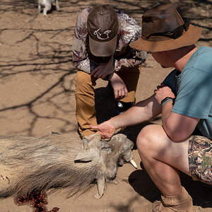 Warthog South Africa