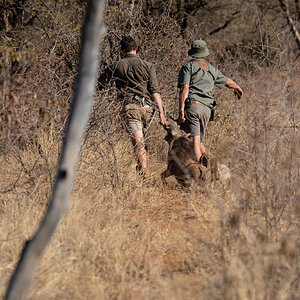 Hunting Warthog South Africa