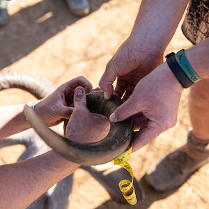 Measuring Kudu Horn