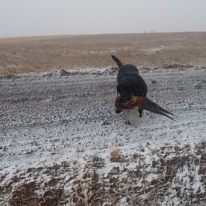 Pheasant  Hunting