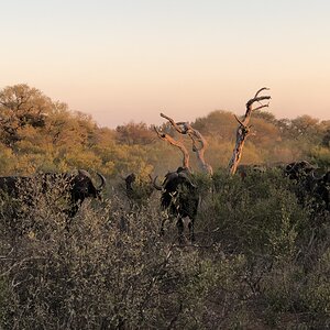 Buffalo South Africa