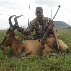 Hunting Red Hartebeest