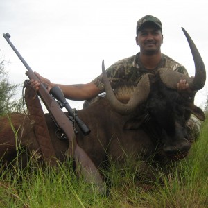 Hunting Black Wildebeest