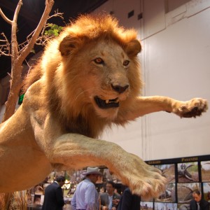 Taxidermy at Safari Club International Convention