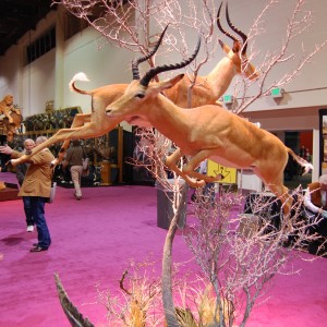 Taxidermy at Safari Club International Convention