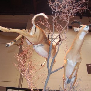 Taxidermy at Safari Club International Convention