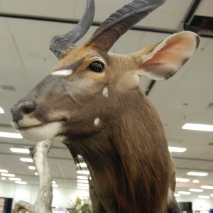 Taxidermy at Safari Club International Convention