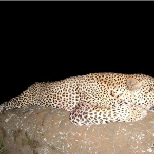 90kg (198 pound) Leopard Hunted in South Africa