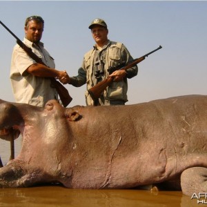 Hippo Bull hunted in Mozambique