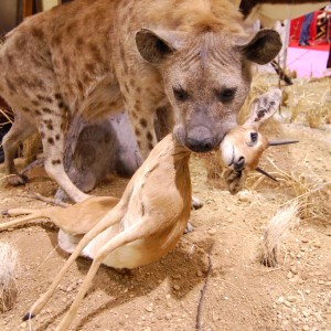 Taxidermy at Safari Club International Convention