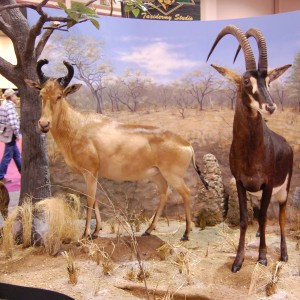 Taxidermy at Safari Club International Convention