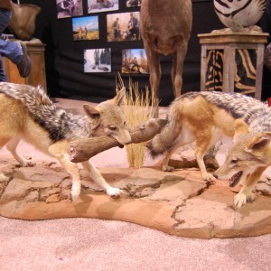 Taxidermy at Safari Club International Convention