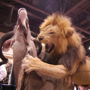 Taxidermy at Safari Club International Convention