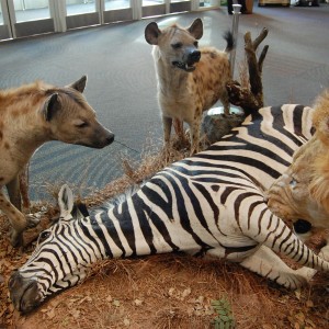 Taxidermy at Safari Club International Convention