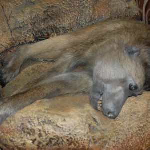 Taxidermy at Safari Club International Convention