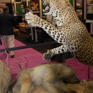 Taxidermy at Safari Club International Convention