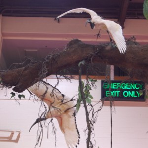 Taxidermy at Safari Club International Convention