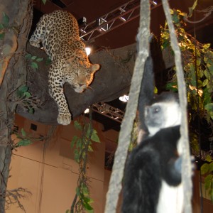 Taxidermy at Safari Club International Convention