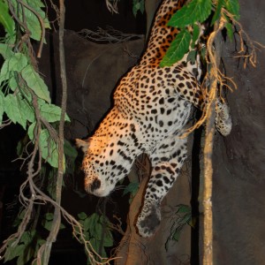 Taxidermy at Safari Club International Convention