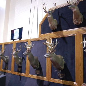 Taxidermy at Safari Club International Convention