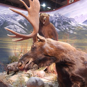 Taxidermy at Safari Club International Convention