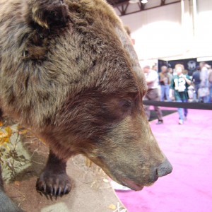 Taxidermy at Safari Club International Convention