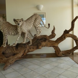 Cheetah Taxidermy