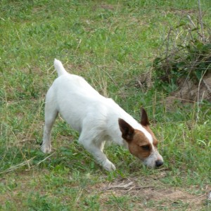 Hunting Dog