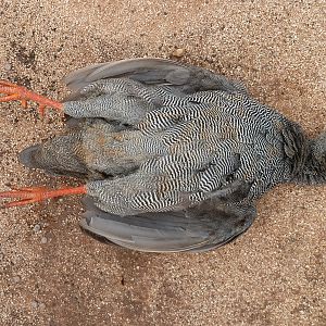 Hunting Francolin