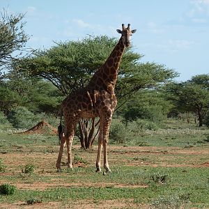 Giraffe Namibia