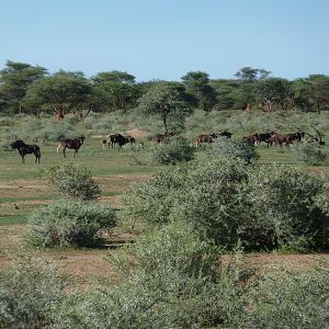 Black Wildebeest Namibia