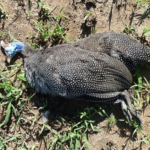 Hunting Guineafowl Namibia