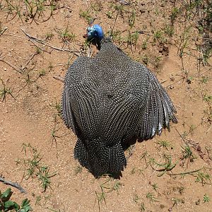 Hunting Guineafowl Namibia