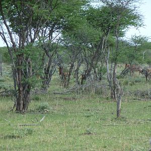 Red Hartebeest Namibia