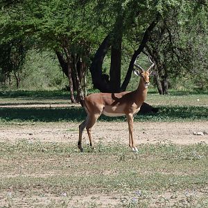Impala Namibia