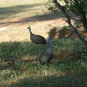 Guineafowl Namibia