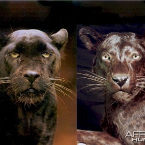 Actual Male Black Leopard (left) - Actual Mounted Female Black Leopard (rig