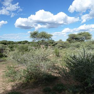 Kudu Namibia