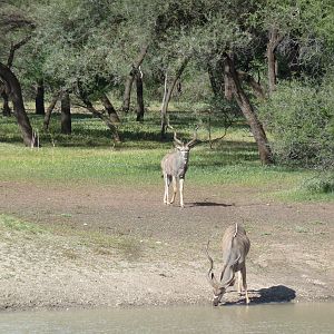 Kudu Namibia