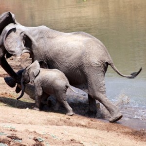 Ferocious Crocodile attacking Elephant