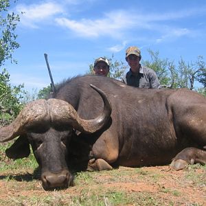 Buffalo hunted with Savanna Hunting Safaris