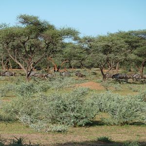 Blue Wildebeest Namibia