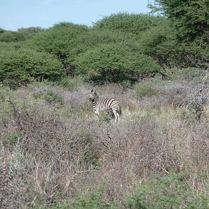 Zebra Namibia