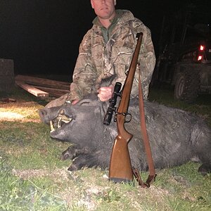Hunting Pig In Texas