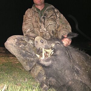 Hunting Pig In Texas